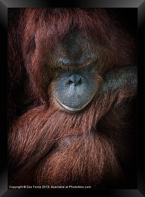 Portrait of an orangutan Framed Print by Zoe Ferrie