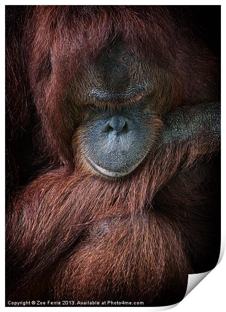 Portrait of an orangutan Print by Zoe Ferrie
