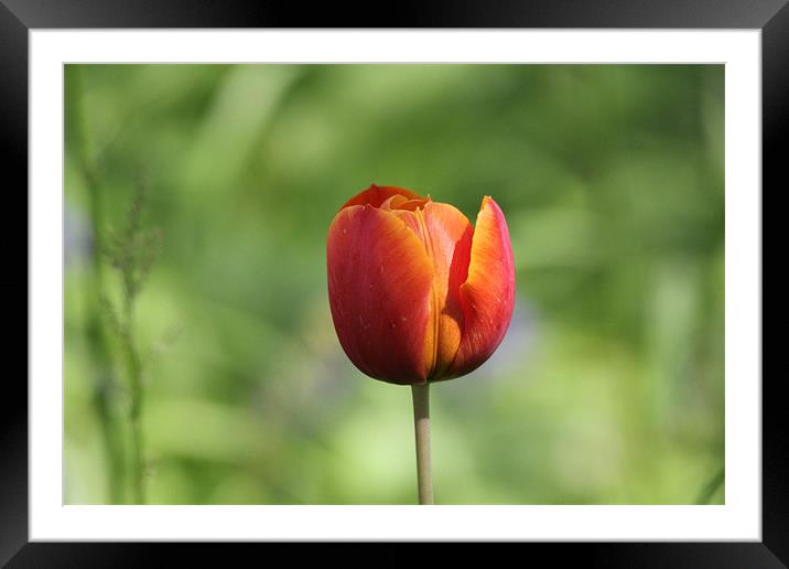 tulip in the sun Framed Mounted Print by Martyn Bennett