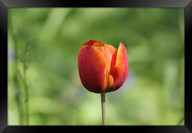 tulip in the sun Framed Print by Martyn Bennett