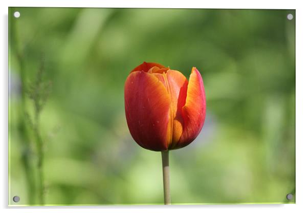 tulip in the sun Acrylic by Martyn Bennett
