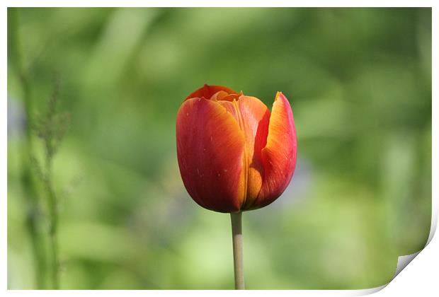 tulip in the sun Print by Martyn Bennett