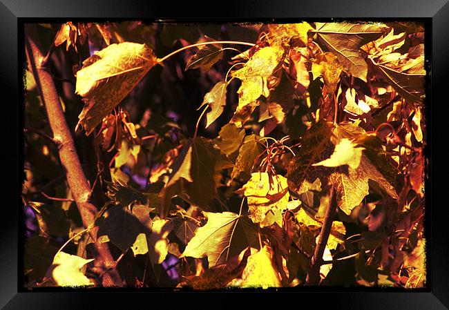 Brown and yellow Leafs Framed Print by John Boekee