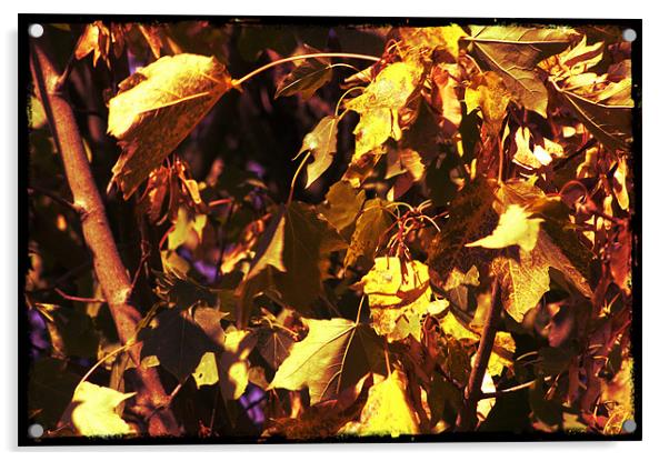 Brown and yellow Leafs Acrylic by John Boekee