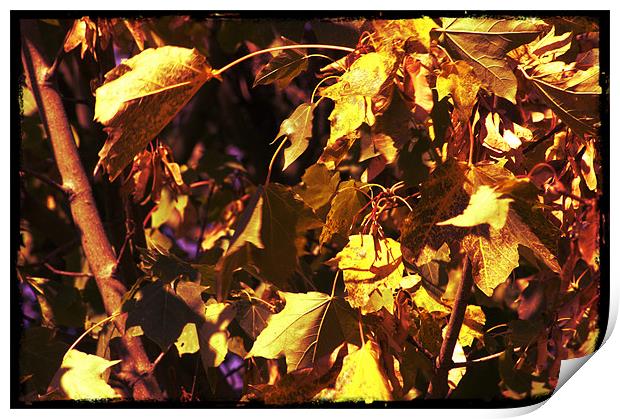 Brown and yellow Leafs Print by John Boekee
