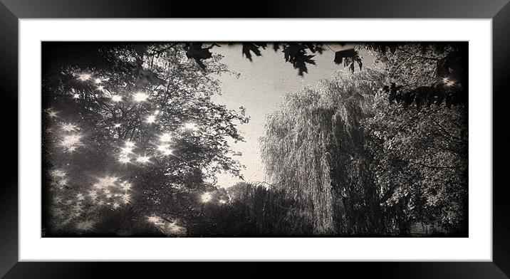 Willow in Black and White Framed Mounted Print by John Boekee