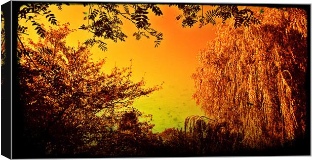 Sepia willow with a golden tint Canvas Print by John Boekee