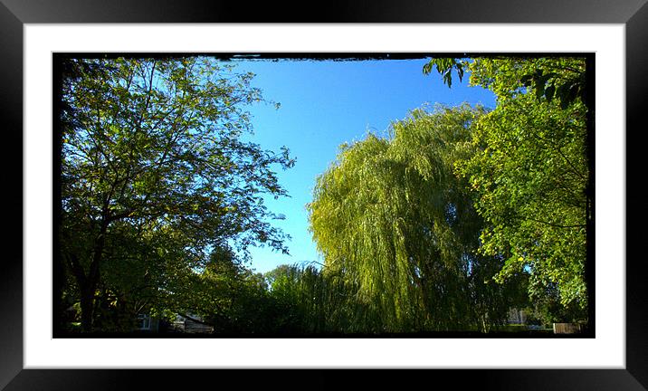 Willow in colour Framed Mounted Print by John Boekee