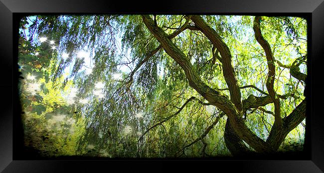 Willows in colour Framed Print by John Boekee
