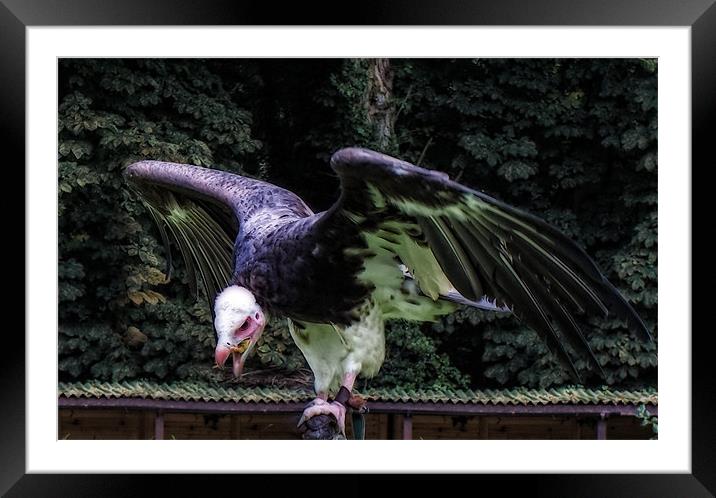 Bald Eagle Framed Mounted Print by holly lyndon