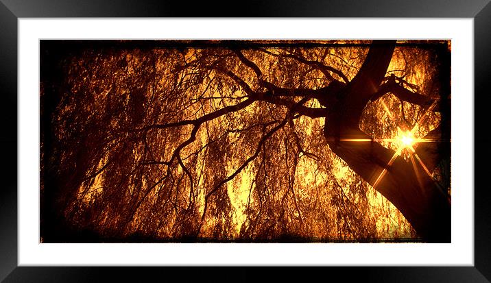Willow Sepia with the Sunstar Framed Mounted Print by John Boekee