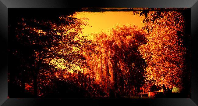 Sepia willow with a golden tint Framed Print by John Boekee