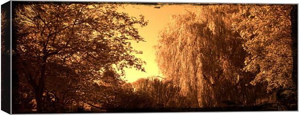 Sepia willow Canvas Print by John Boekee