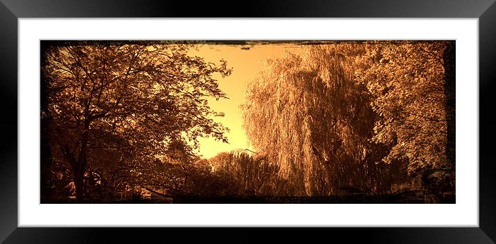 Sepia willow Framed Mounted Print by John Boekee