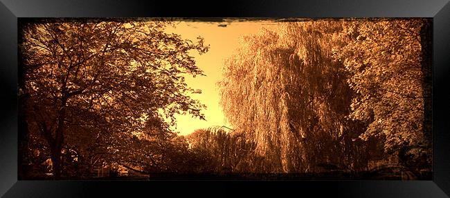 Sepia willow Framed Print by John Boekee