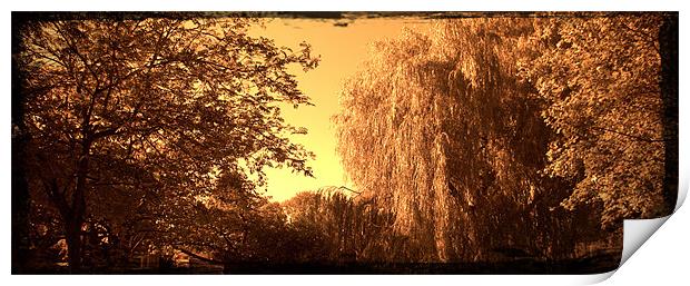 Sepia willow Print by John Boekee
