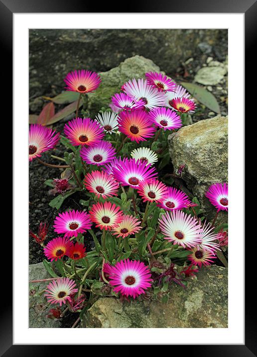 flowers in the rocks Framed Mounted Print by Martyn Bennett