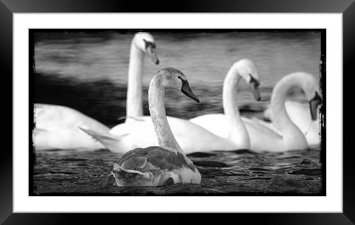Swans at Wroxham Framed Mounted Print by John Boekee