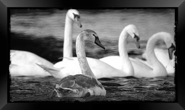 Swans at Wroxham Framed Print by John Boekee