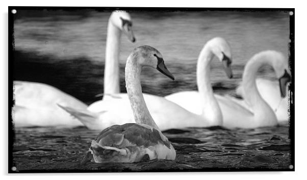 Swans at Wroxham Acrylic by John Boekee