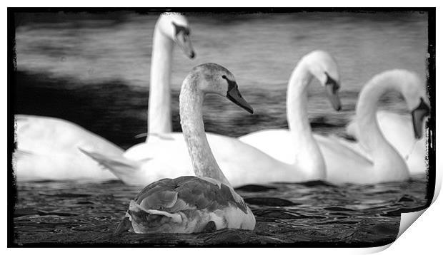 Swans at Wroxham Print by John Boekee