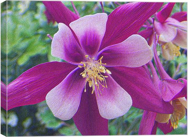 pretty in pink Canvas Print by carin severn