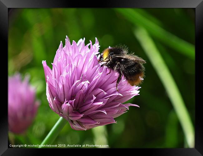 BEE 6 Framed Print by michelle whitebrook