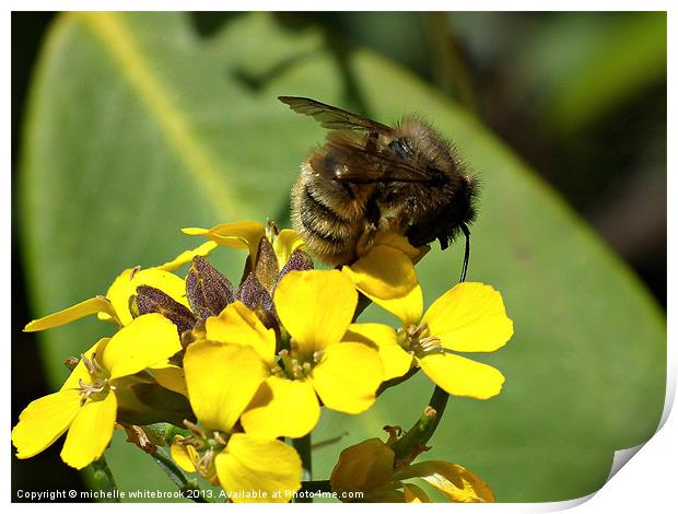 Sleepy Bee Print by michelle whitebrook