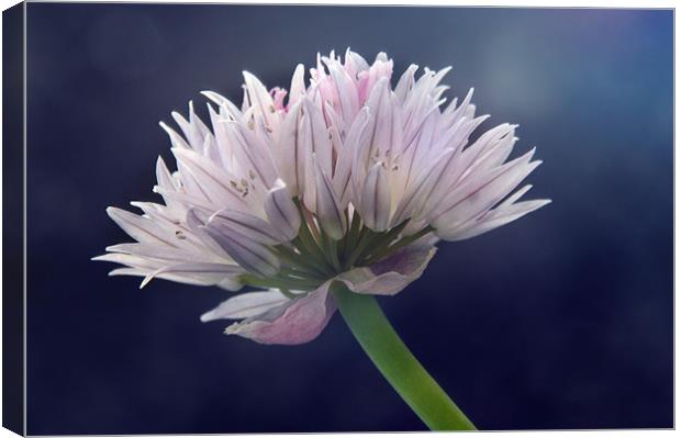 Chive Canvas Print by Sarah Couzens
