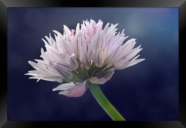 Chive Framed Print by Sarah Couzens