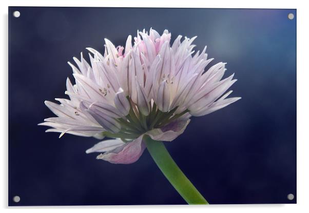 Chive Acrylic by Sarah Couzens