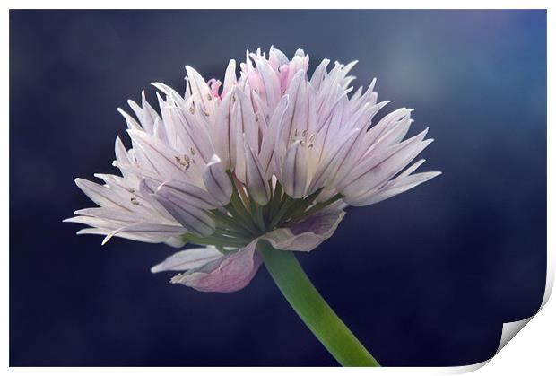 Chive Print by Sarah Couzens