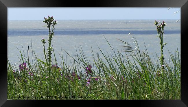 Through the grass to the sea Framed Print by N C Photography
