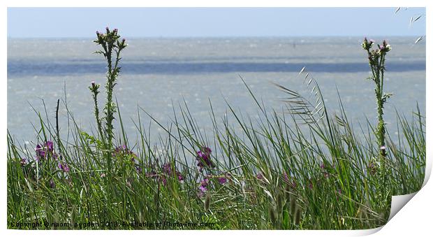 Through the grass to the sea Print by N C Photography