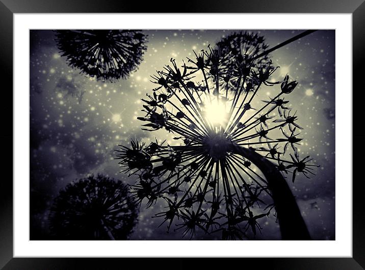 Allium sky Framed Mounted Print by Heather Newton