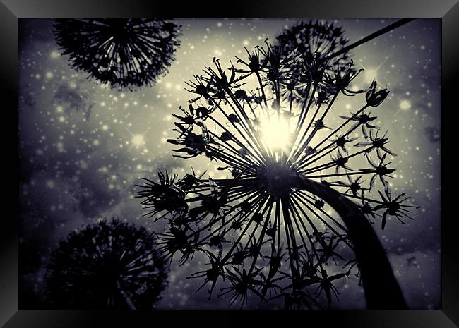 Allium sky Framed Print by Heather Newton