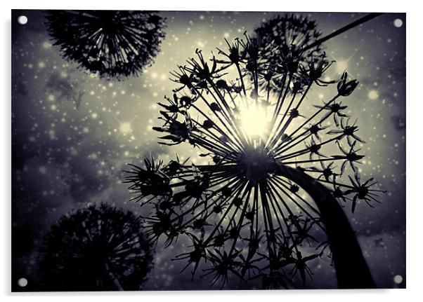 Allium sky Acrylic by Heather Newton