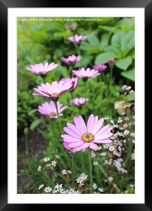 African Daisies - Arctotis spps. Framed Mounted Print by Nicholas Ball