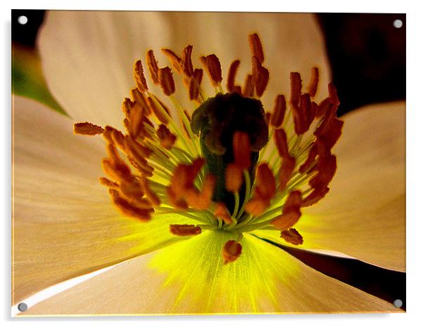 closeup flora Acrylic by dale rys (LP)