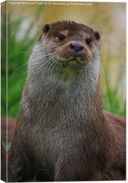 Otter ( Lutra Lutra Canvas Print by Dave Burden