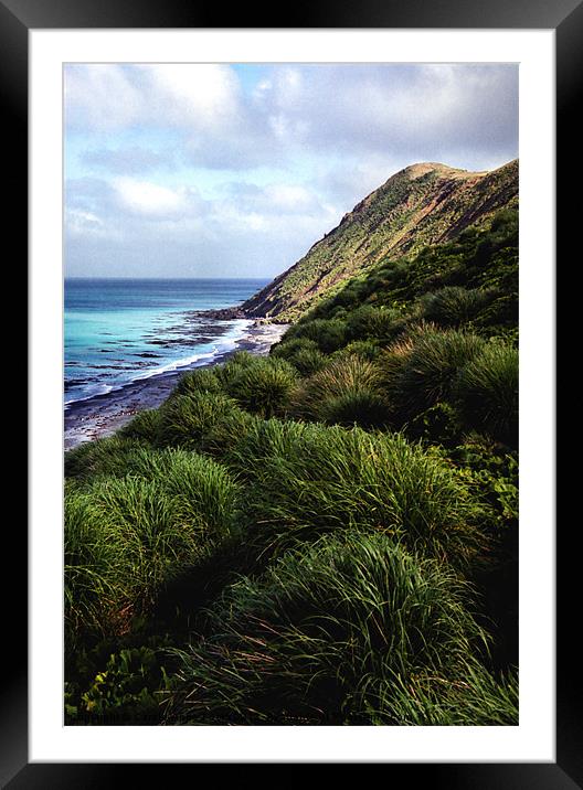 Macquarie Island Framed Mounted Print by Carole-Anne Fooks