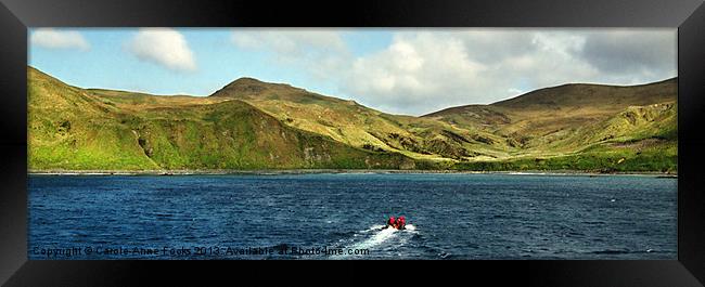 Approaching Sandy beach Macquarie Island Framed Print by Carole-Anne Fooks