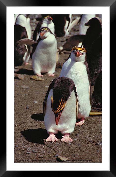 Royal Penguins Macquarie Island Framed Mounted Print by Carole-Anne Fooks