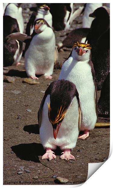 Royal Penguins Macquarie Island Print by Carole-Anne Fooks