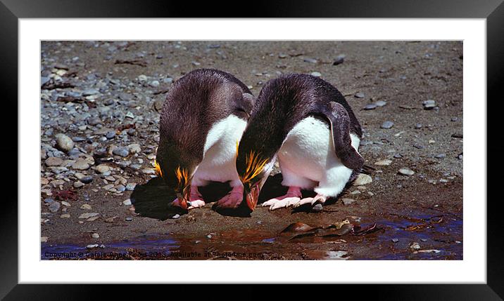 Royal Penguins Macquarie Island Framed Mounted Print by Carole-Anne Fooks