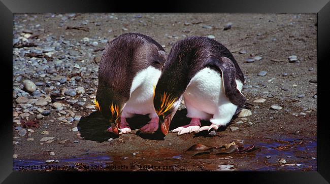 Royal Penguins Macquarie Island Framed Print by Carole-Anne Fooks