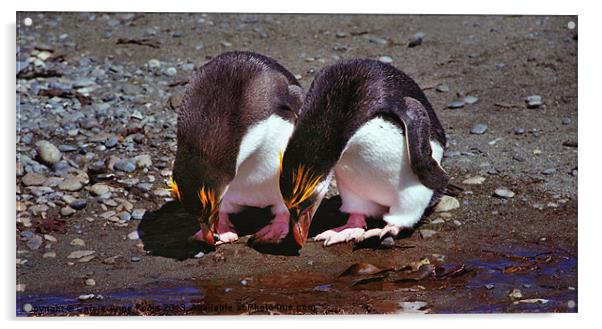Royal Penguins Macquarie Island Acrylic by Carole-Anne Fooks
