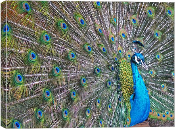 Peacock Canvas Print by Noreen Linale