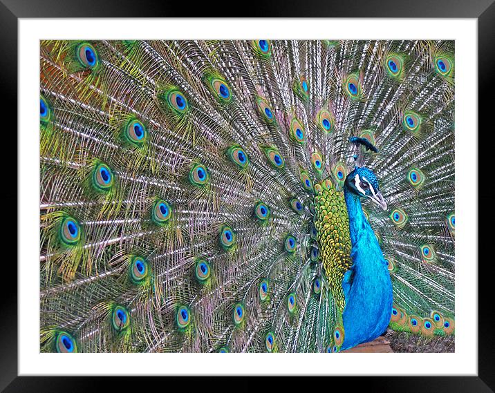 Peacock Framed Mounted Print by Noreen Linale
