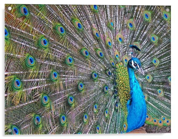 Peacock Acrylic by Noreen Linale